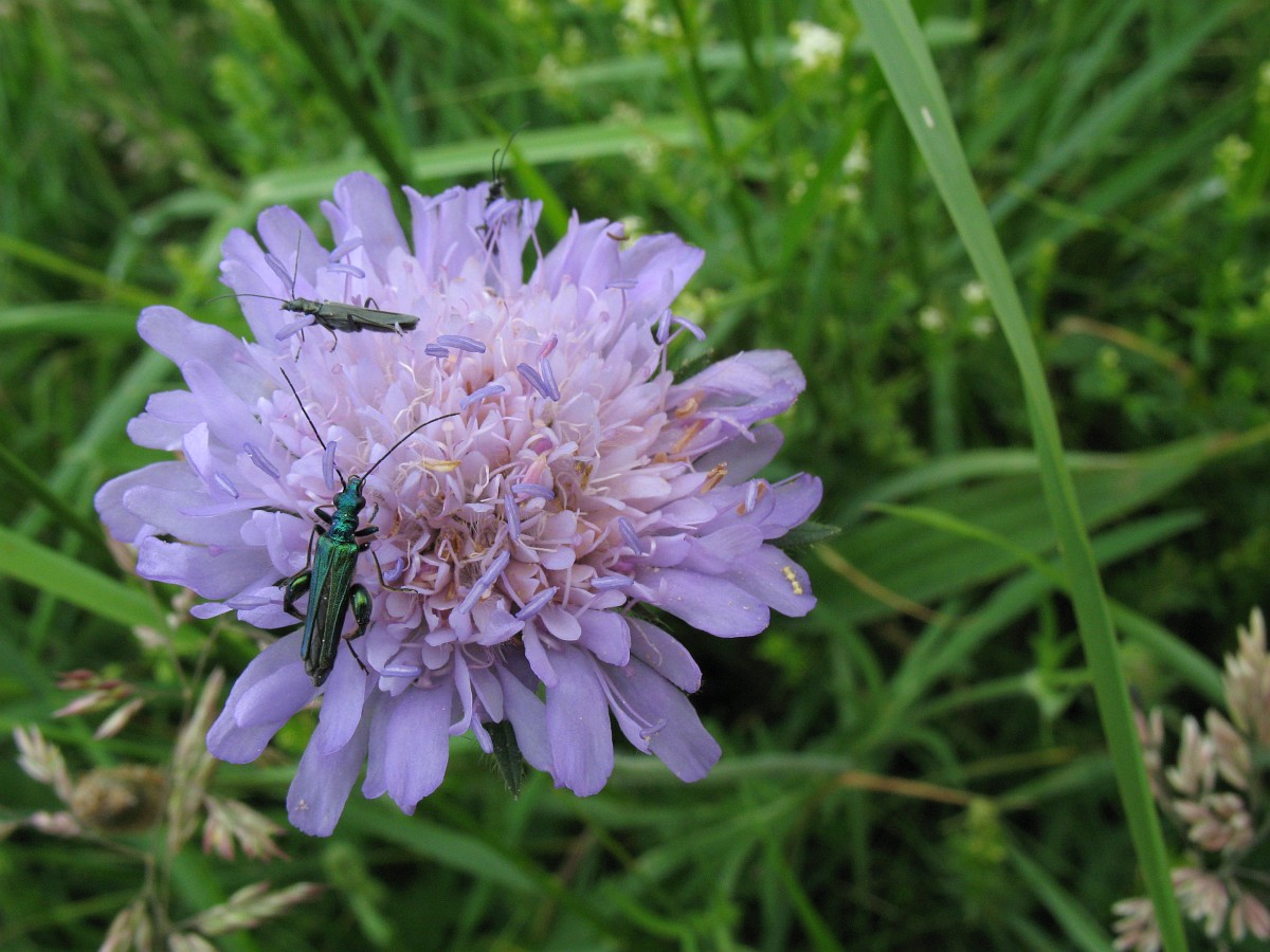 Knautia Arvensis Field Scabious knautia-arvensis-field-scabious